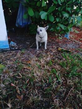 Chihuahua Dogs Available for Adoption - ETHEL | PetCurious