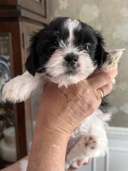 Shih Tzu Dogs Available for Adoption in Monroe, North Carolina - Violet  | PetCurious