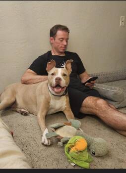 American Staffordshire Terrier Dogs Available for Adoption in San Diego, California - Canelo - *Courtesy Listing* | PetCurious