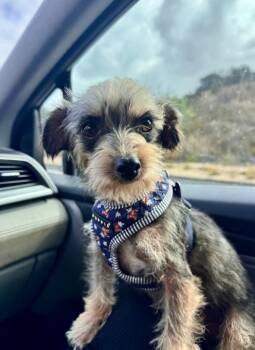 Yorkshire Terrier and Miniature Schnauzer Dogs Available for Adoption in Los Angeles, California - Pidge | PetCurious