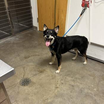 Wybie -  Husky and Mixed Breed Dog for Adoption in Ottawa, Kansas - Wybie | PetCurious