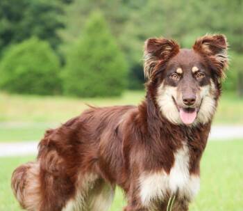 Bristol -  Mixed Breed Dog for Adoption in Groveland, Massachusetts - Bristol | PetCurious