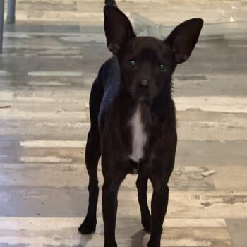 Chico/Taco -  Chihuahua Dog for Adoption in Boerne, Texas - Chico/Taco | PetCurious