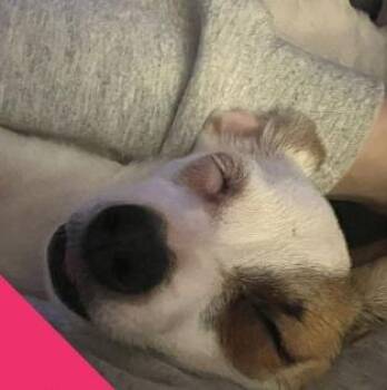 Rat Terrier and Chihuahua Dogs Available for Adoption - SPONSOR ME - Teenie | PetCurious