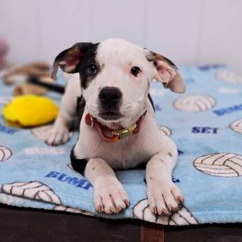 Annabeth Chase -  Pit Bull Terrier and Mixed Breed Dog for Adoption in Springfield, Missouri - Annabeth Chase | PetCurious
