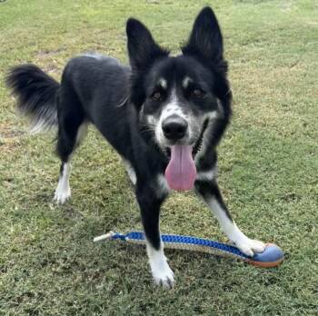 Kai -  Border Collie Dog for Adoption in Longview, Texas - Kai | PetCurious