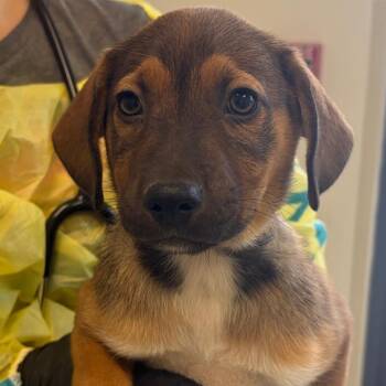 Potato -  Shepherd and Beagle Dog for Adoption in Nashville, Tennessee - Potato | PetCurious