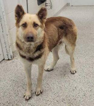 Sunset -  Shepherd and Siberian Husky Dog for Adoption in Kansas City, Missouri - Sunset | PetCurious