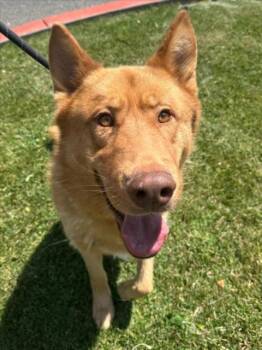 German Shepherd Dog and Siberian Husky Dogs Available for Adoption in Woodland, California - OSO | PetCurious