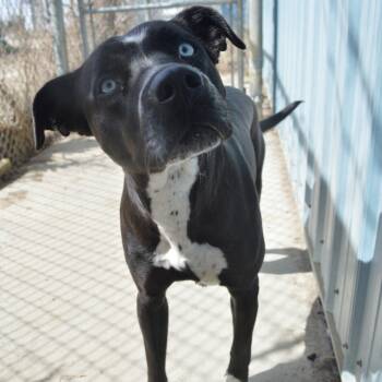 Rescue Pit Bull Terrier Dogs for Adoption in North Battleford, Saskatchewan - Iris | PetCurious
