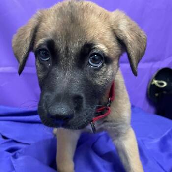 Mixed Breed Dogs Available for Adoption in North Myrtle Beach, South Carolina - Kalie | PetCurious