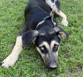 Apollo -  German Shepherd Dog and Husky Dog for Adoption in Little Rock, Arkansas - Apollo | PetCurious