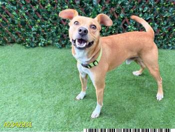 ALFIE -  Mixed Breed Dog for Adoption in West Palm Beach, Florida - ALFIE | PetCurious