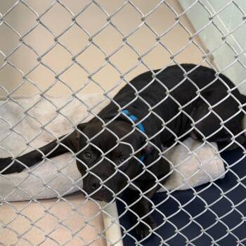 Finley -  Pit Bull Terrier Dog for Adoption in Newark, New Jersey - Finley | PetCurious