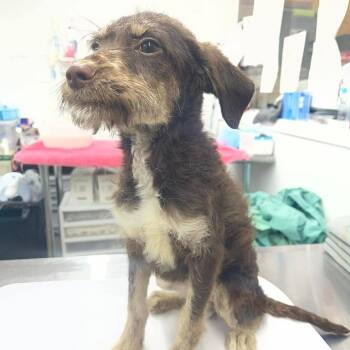 Bambi -  Mixed Breed Dog for Adoption in Buffalo, Minnesota - Bambi | PetCurious
