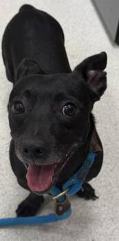 Mixed Breed Dogs Available for Adoption in Honolulu, Hawaii - Hank | PetCurious