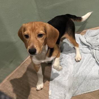 CDE6 6643 -  Beagle Dog for Adoption in Loxahatchee Groves, Florida - CDE6 6643 | PetCurious