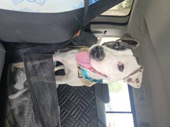 Chloe -  Pit Bull Terrier Dog for Adoption in Santa Clara, California - Chloe | PetCurious
