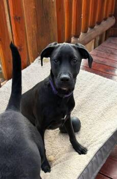 Rescue Black Labrador Retriever Dogs for Adoption in Estes Park, Colorado - Carly | PetCurious