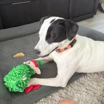 Ralph -  Mixed Breed Dog for Adoption - Ralph | PetCurious