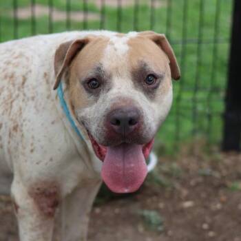 HENRY -  Mastiff Dog for Adoption in San Antonio, Texas - HENRY | PetCurious