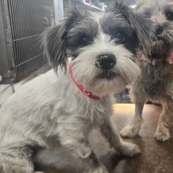 Miniature Schnauzer Dogs Available for Adoption - Luna | PetCurious