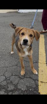 Shepherd Dogs Available for Adoption - Jasper | PetCurious