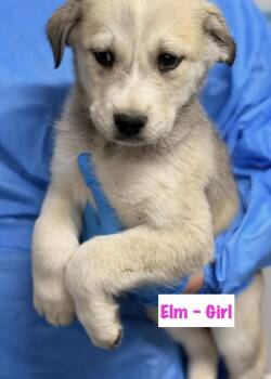 Siberian Husky and Great Pyrenees Dogs Available for Adoption - Elm  | PetCurious