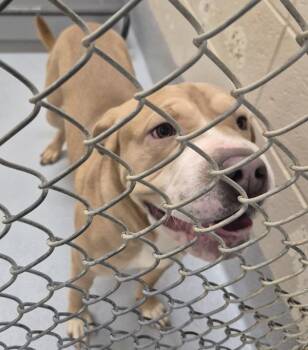 Pit Bull Terrier and Shar Pei Dogs Available for Adoption - Pen 141 C Halo | PetCurious