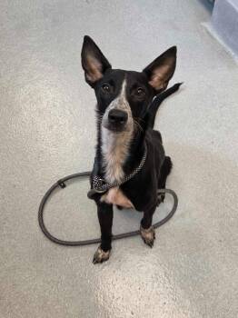 Adele -  Mixed Breed Dog for Adoption in Chillicothe, Ohio - Adele | PetCurious