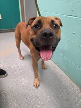Rescue Boxer and Mixed Breed Dogs for Adoption in Rockport, Texas - Led Zeppelin | PetCurious