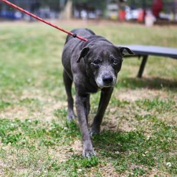 Beloom -  Mixed Breed Dog for Adoption in Chamblee, Georgia - Beloom | PetCurious