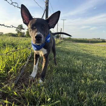 Meeko aka Radar -  Shepherd Dog Available for Adoption in Hiawatha, Kansas - Meeko Aka Radar | PetCurious