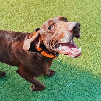 German Shorthaired Pointer Dogs Available for Adoption - Bear  | PetCurious