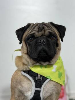 Sir wrinkles a lot-One of our Amazing Rescue Dogs -  Pug and Mixed Breed Dog for Adoption in Carlsbad, California - Sir Wrinkles A Lot-One Of Our Amazing Rescue Dogs | PetCurious