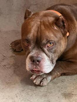 Chuckie -  Bulldog Dog for Adoption in Albion, New York - Chuckie | PetCurious