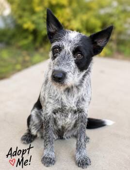 Sayuri -  Bluetick Coonhound and Australian Cattle Dog Blue Heeler Dog for Adoption in Houston, Texas - Sayuri | PetCurious