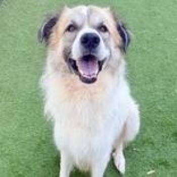 Basha -  Great Pyrenees and Mixed Breed Dog for Adoption in Tampa, Florida - Basha | PetCurious