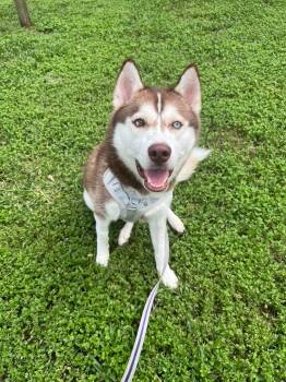 Ghost -  Siberian Husky Dog for Adoption in New Smyrna Beach, Florida - Ghost | PetCurious