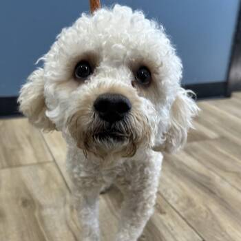Poodle Dogs Available for Adoption in Newark, New Jersey - Buddy | PetCurious