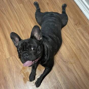French Bulldog Dogs Available for Adoption in Austin, Texas - Tupac VV | PetCurious