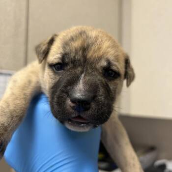 Tundra -  Husky and Mixed Breed Dog for Adoption in San Antonio, Texas - Tundra | PetCurious