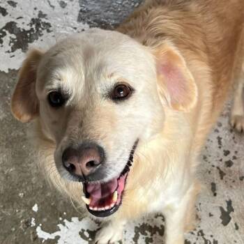 Churru (20261013-01) -  Golden Retriever Dog for Adoption in Niagara Falls, Ontario - Churru (20261013-01) | PetCurious