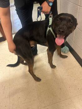 Mixed Breed Dogs Available for Adoption in Rock Springs, Wyoming - Sargent Pepper | PetCurious