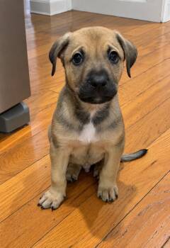 Alfie -  Pit Bull Terrier and Shepherd Dog for Adoption in Oxford, Michigan - Alfie | PetCurious