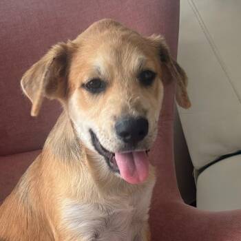 DAMIEN CRUZ (out of town) -  Hound and Labrador Retriever Dog for Adoption in New York, New York - DAMIEN CRUZ (out Of Town) | PetCurious
