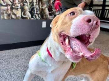 Mixed Breed Dogs Available for Adoption - Woody | PetCurious