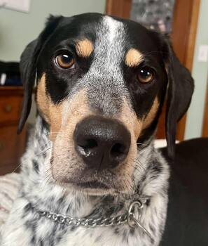 Bluetick Coonhound Dogs Available for Adoption in Polson, Montana - Finn - Courtesy Listing See Info  | PetCurious