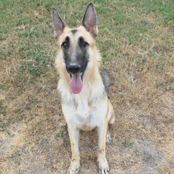 Rescue German Shepherd Dog Dogs for Adoption in Austin, Texas - Celle JuM | PetCurious