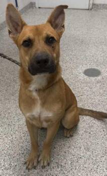 Merlin -  Mixed Breed Dog for Adoption in Kansas City, Missouri - Merlin | PetCurious